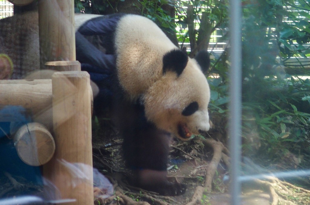 10月1日(日)(都民の日)は上野動物園無料開放デー