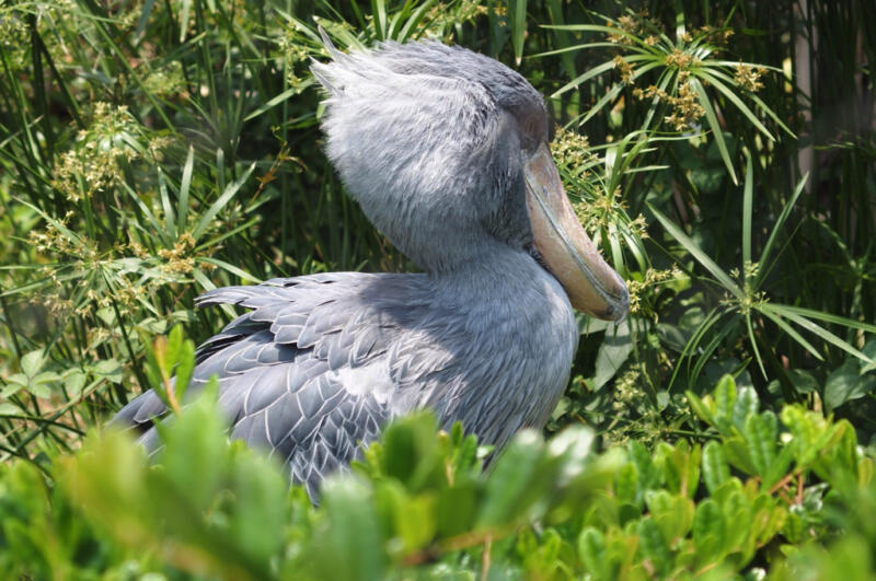 恩賜上野動物園 憧れの怪鳥 ハシビロコウ に会ってきた 東京散歩ぽ