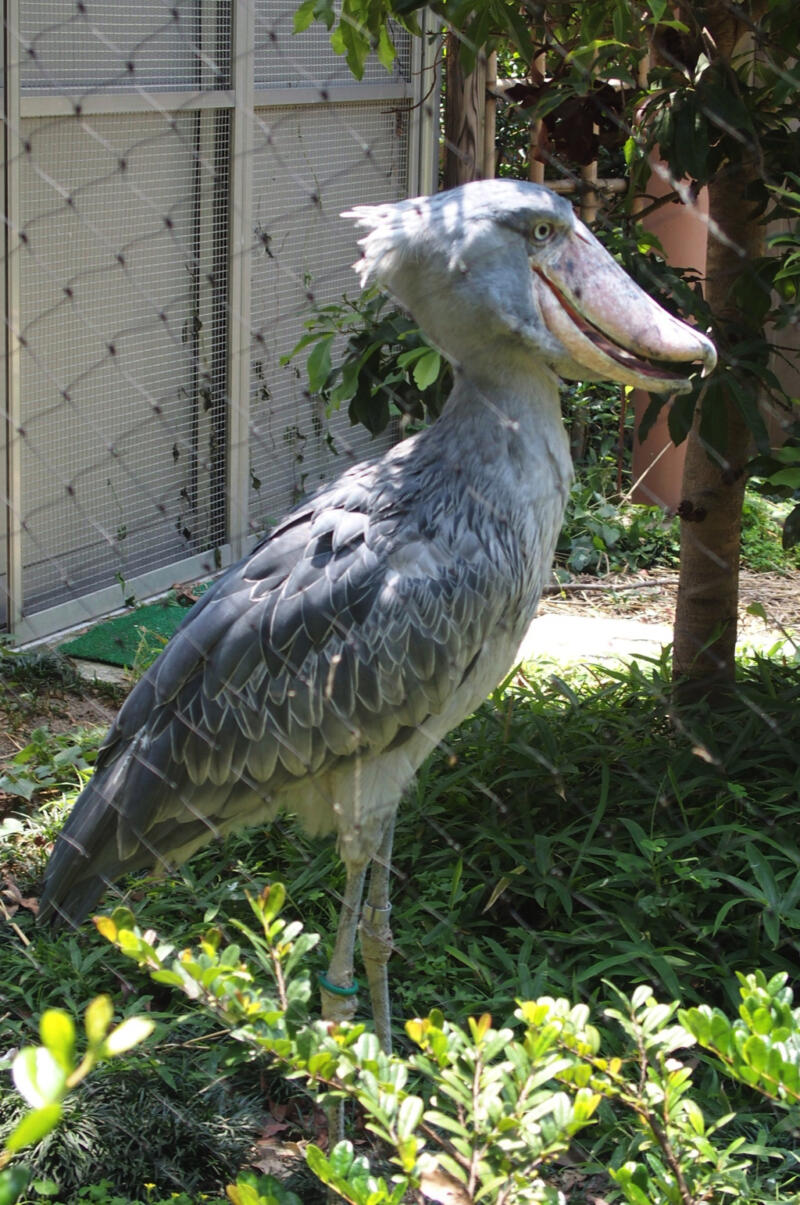 恩賜上野動物園 憧れの怪鳥 ハシビロコウ に会ってきた 東京散歩ぽ