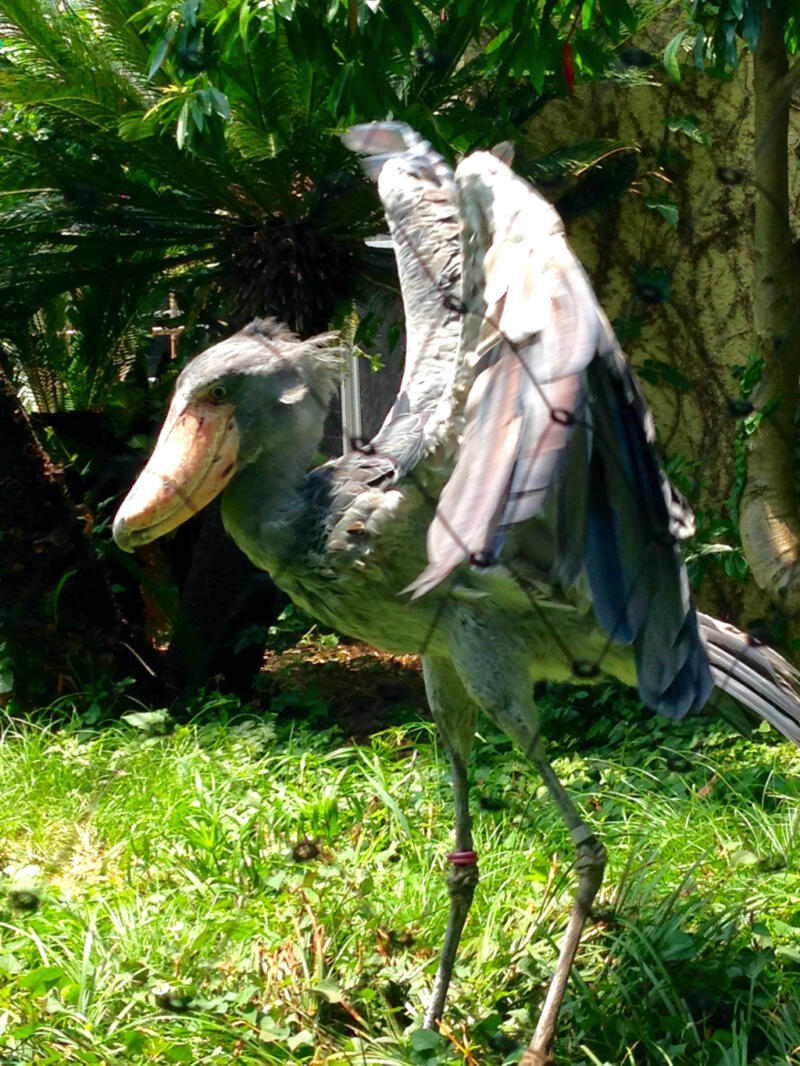 恩賜上野動物園 憧れの怪鳥 ハシビロコウ に会ってきた 東京散歩ぽ
