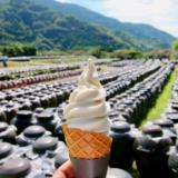 黒酢の郷 桷志田さんで、黒酢の壺畑を眺めながら黒酢ソフトクリーム