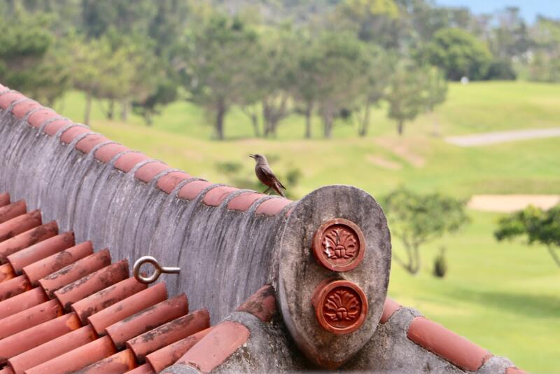 ザ・リッツ・カールトン沖縄 ベイデラックスルーム ベランダの眺め 鳥
