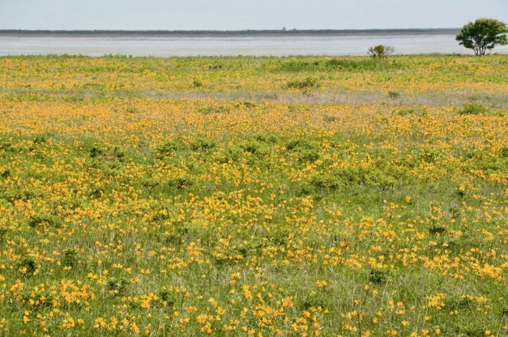 エゾカンゾウの花畑が広がる 写真提供：野付半島ネイチャーセンター