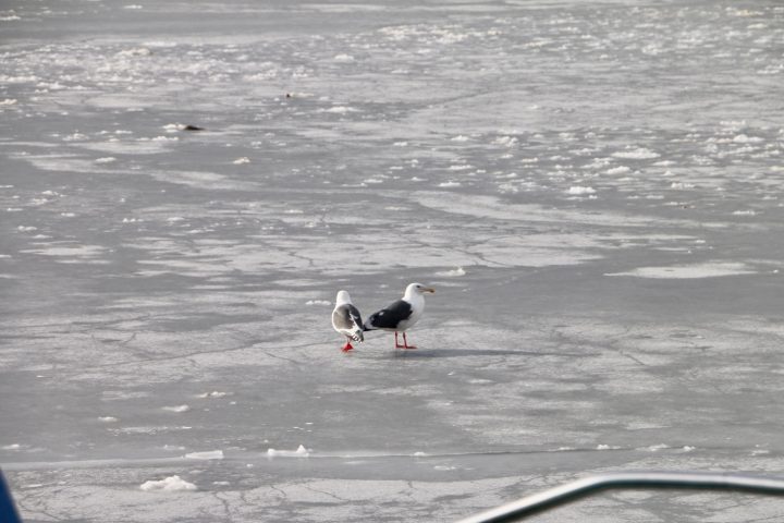 氷の上にちょこんとウミドリのつがいが羽休めしていました