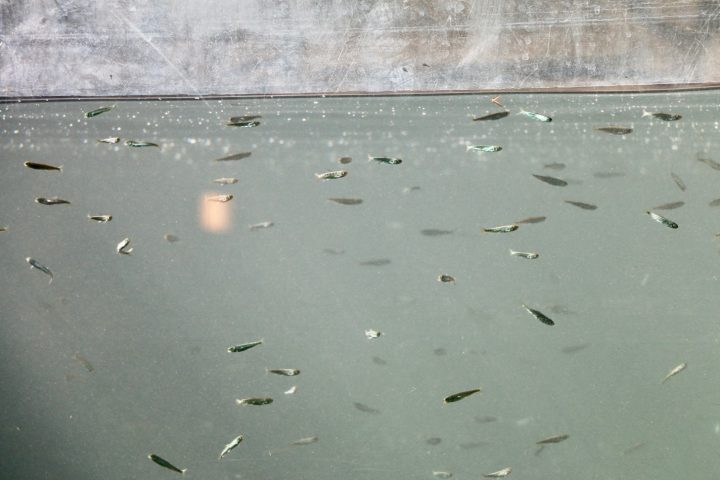 魚道水槽では2月～8月にシロザケの稚魚1万匹を展示。11月には産卵行動が見られる