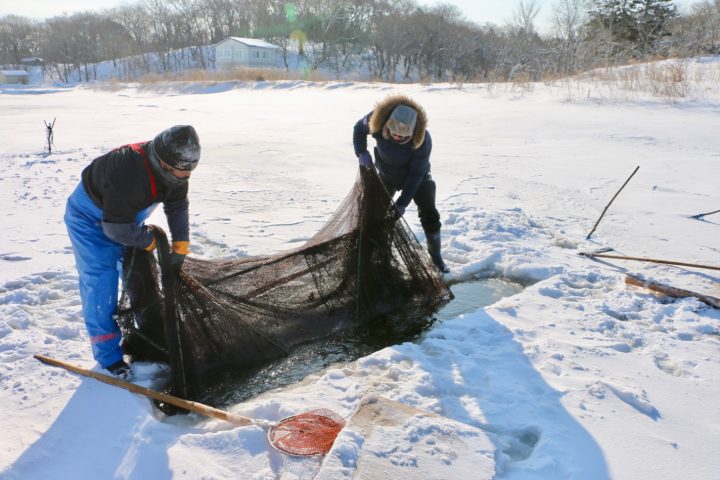 二人がかりで氷の下に仕掛けられていた網を引き出します