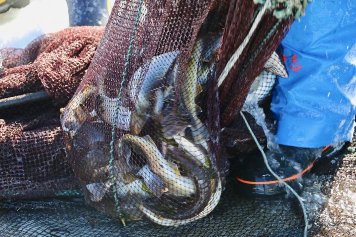 引き出した網の中には、多くの魚が！