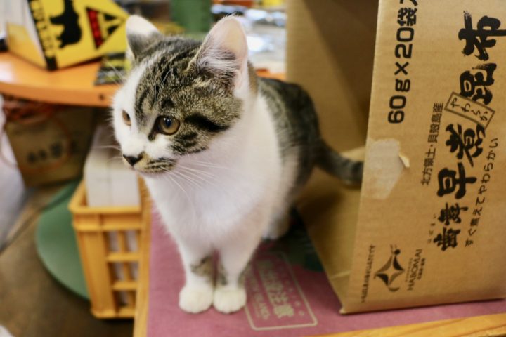 日本最東端の看板猫