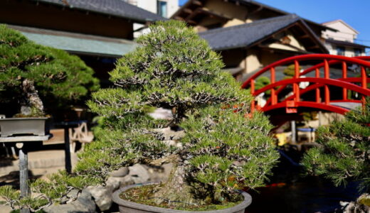 春花園BONSAI美術館に行ってみた！日本人の美意識が創る活きた盆栽アートを堪能