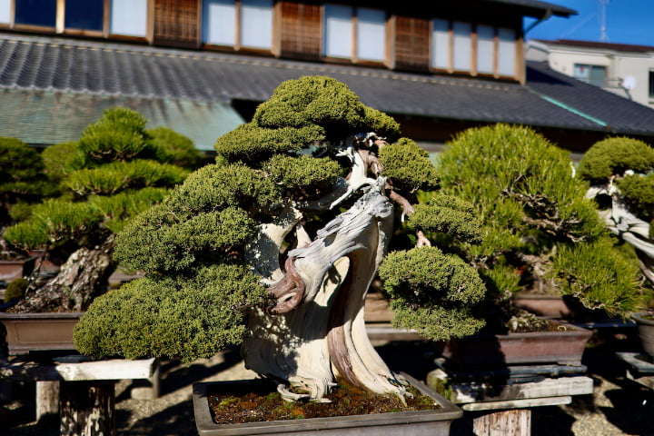 春花園BONSAI美術館に行ってみた！日本人の美意識が創る活きた盆栽アートを堪能 | 東京散歩ぽ
