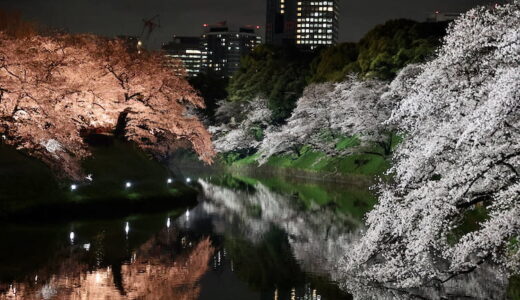 「千代田のさくらまつり」が4年ぶり復活！千鳥ヶ淵の夜桜ライトアップを花見さんぽしてきた