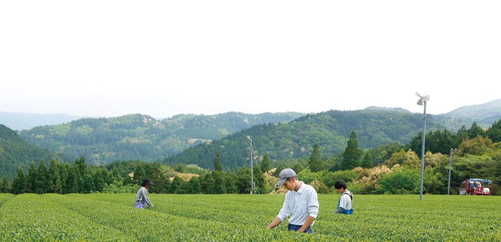世界からも注目。福岡・八女抹茶