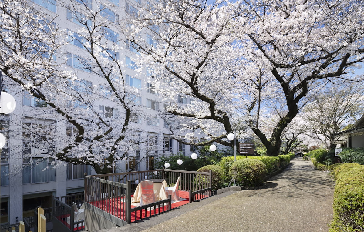 桜天井の特等席でコースを楽しむ