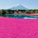 「富士芝桜まつり」は8種類の芝桜と富士山のスペシャルコンボが楽しめる