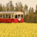 【千葉さんぽ】菜の花畑と桜の中を走る小湊鐵道・いすみ鉄道をフォトさんぽ