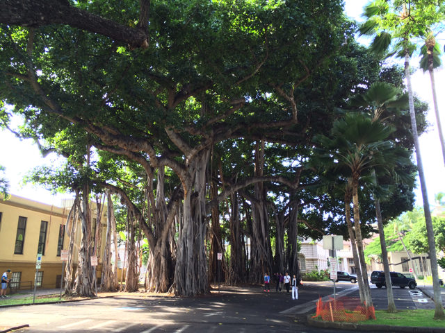 カメハメハ大王像の隣にはこんな大きなガジュマルの木
