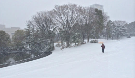 大雪で多摩が雪国になりました（週刊 東京散歩ぽ2/10)
