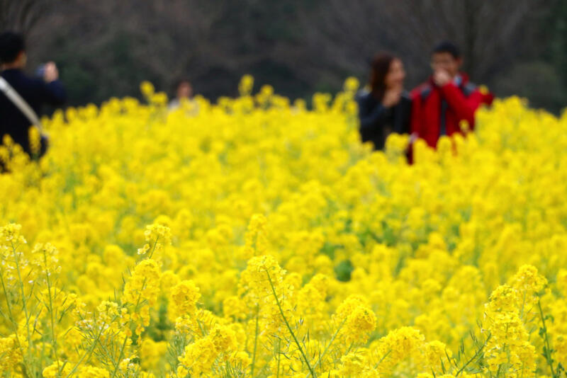 【浜離宮恩賜庭園】都会の真ん中に菜の花畑！梅とのコラボ咲きも