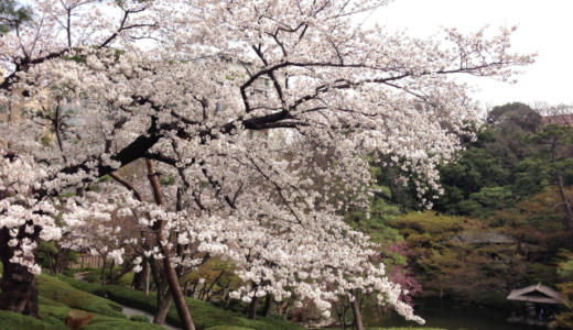 花見さんぽ【港区白金台】桜満開の結婚式場「八芳園」が素晴らしい