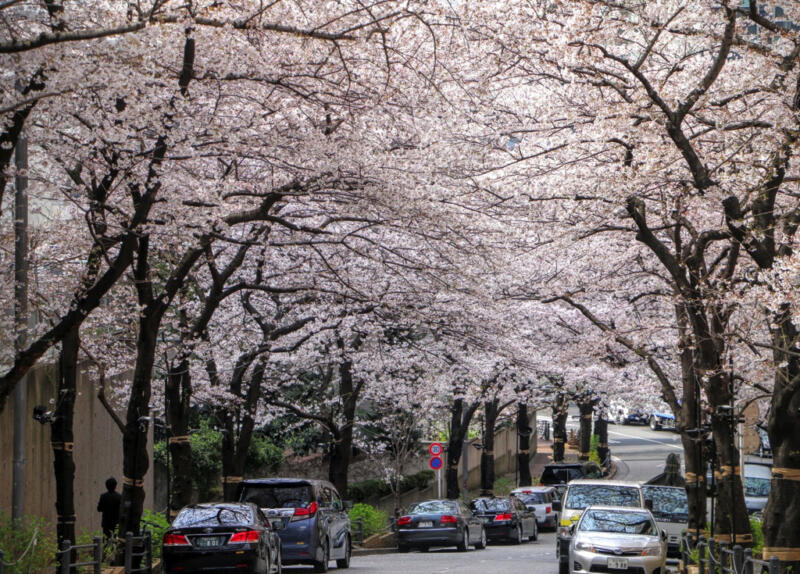 六本木一丁目、スペイン坂の桜並木を花見さんぽしてきた