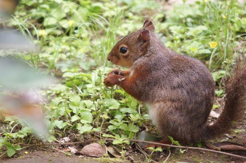 東京都内の動物園・美術館・博物館はお得な「ぐるっとパス」で行こう！