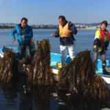 八景島・金沢漁港、ブルーカーボン事業の一環でコンブを養殖