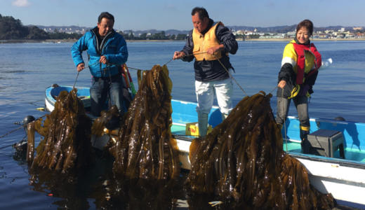 【八景島・金沢漁港】昆布の養殖で脱温暖化に取り組む「横浜ブルーカーボン事業」
