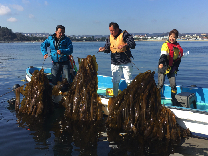 【八景島・金沢漁港】昆布の養殖で脱温暖化に取り組む「横浜ブルーカーボン事業」