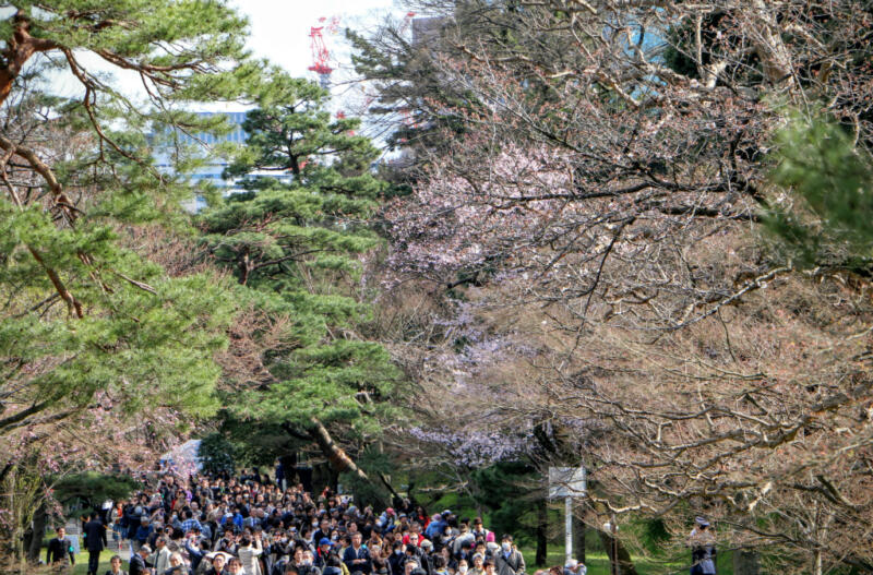 【4/3(日)まで延長決定！】平成28年春季皇居乾通り一般公開