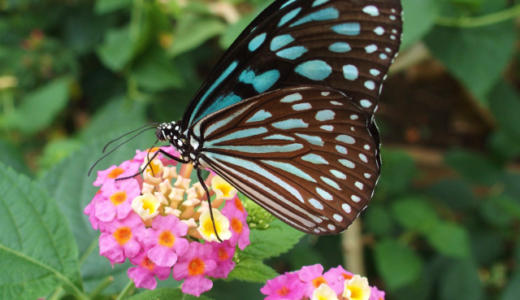 【多摩動物公園】1000匹以上の蝶が放し飼いの昆虫生態園が桃源郷すぎる