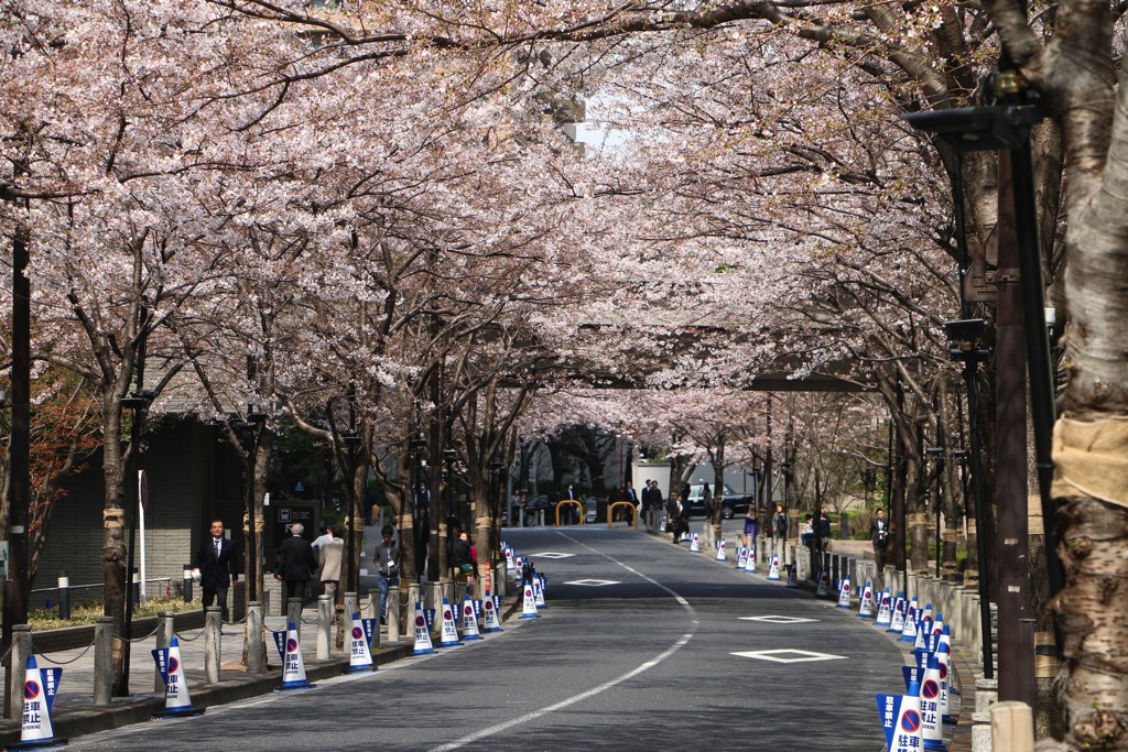 六本木一丁目 スペイン坂の桜並木を花見さんぽしてきた 東京散歩ぽ
