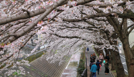 【ブロガー桜リレー】地元の桜をブログに書きませんか？