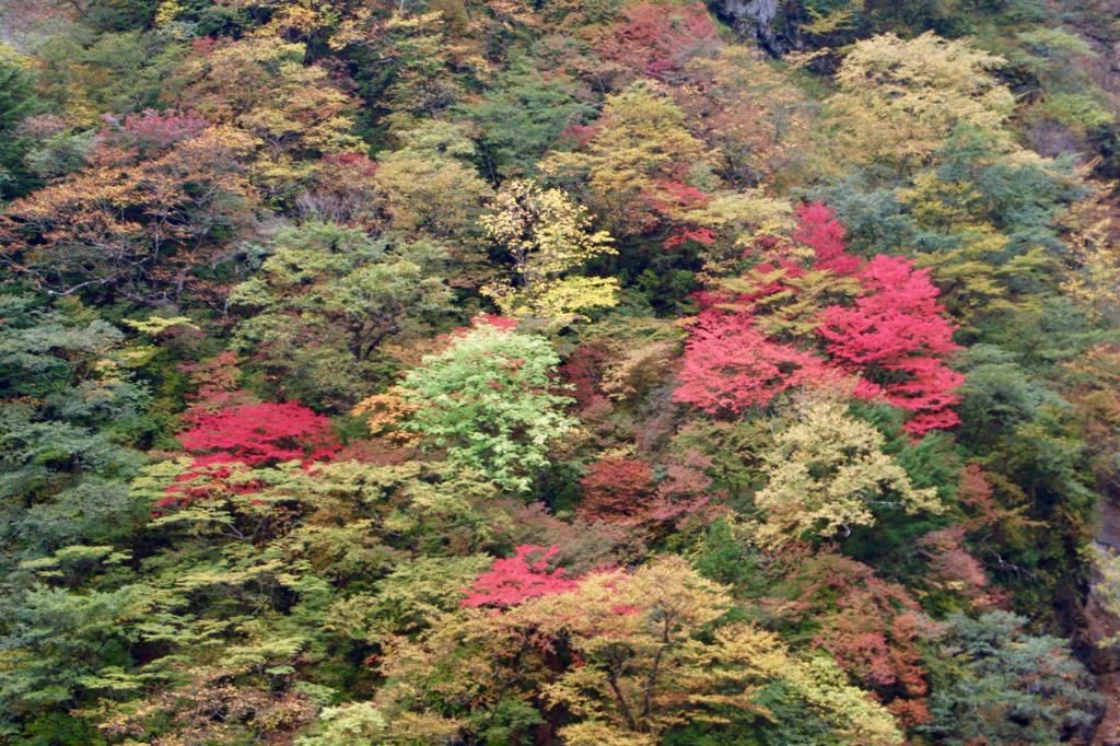 華厳の滝からの紅葉