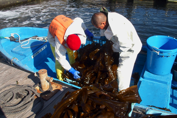 八景島・金沢漁港、ブルーカーボン事業の一環でコンブを養殖