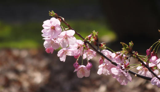 【上野恩賜公園】10種類の桜が見られる東京国立博物館「春の庭園開放」で花見さんぽ