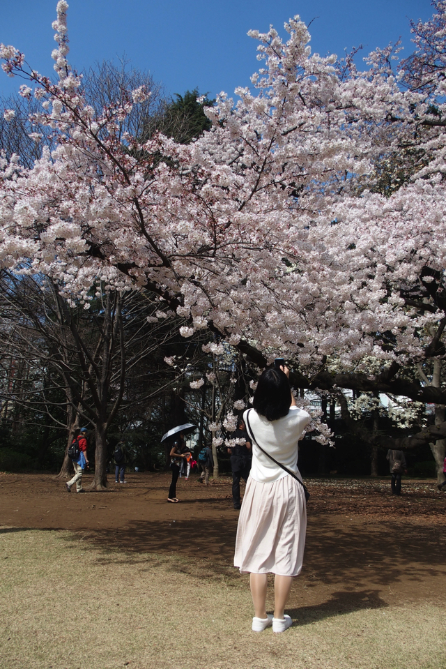 新宿御苑の1100本の桜の木
