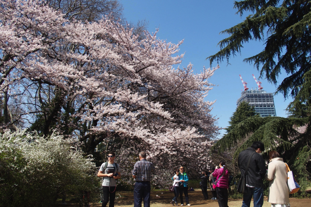 新宿御苑の1100本の桜の木