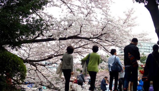 【新宿御苑】1,100本の桜が咲き誇る都内屈指の桜の名所を花見さんぽ