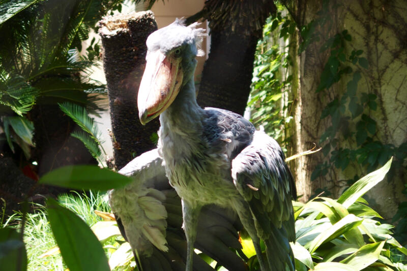 恩賜上野動物園 憧れの怪鳥 ハシビロコウ に会ってきた 東京散歩ぽ
