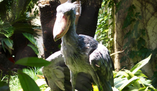 【恩賜上野動物園】憧れの怪鳥「ハシビロコウ」に会ってきた！