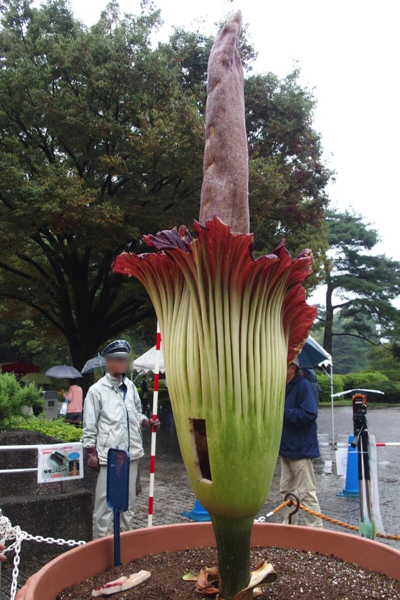 調布市 神代植物公園 世界最大の花 ショクダイオオコンニャク が咲いたよ 東京散歩ぽ