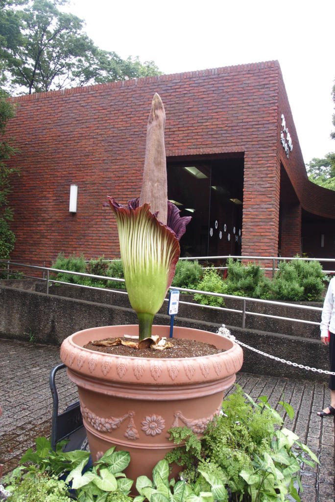 【調布市・神代植物公園】世界最大の花「ショクダイオオコンニャク」が咲いたよ！