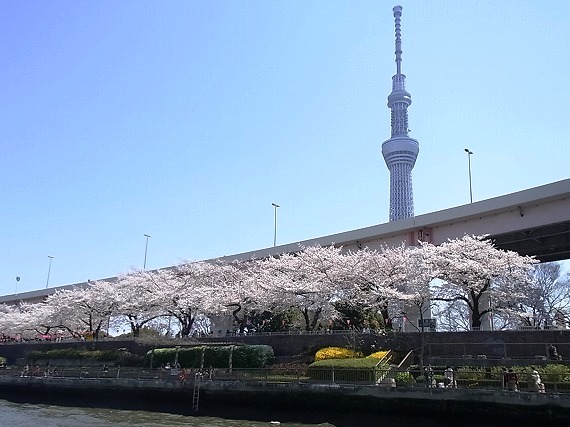 黄金の東京スカイツリーも見えた！「春うらら隅田川花見クルージング」に行ってきました。