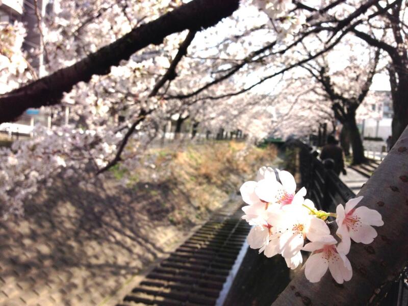 花満開そして新たなチャレンジ（週刊 東京散歩ぽ3/25)